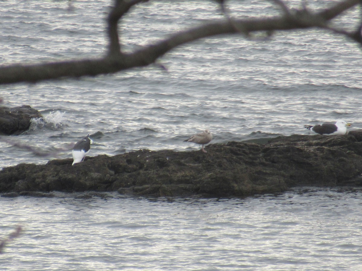 Great Black-backed Gull - Barry Capella