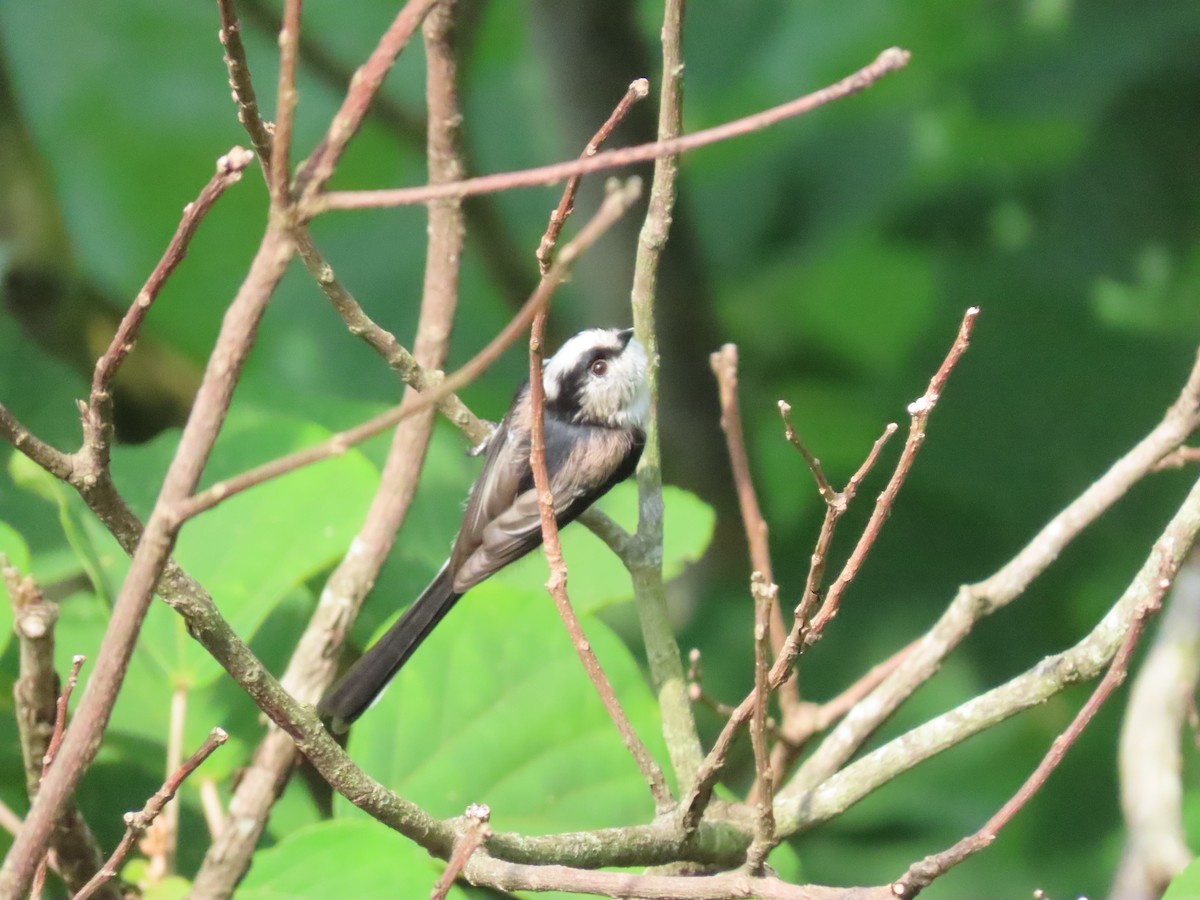 Long-tailed Tit - ML420030331