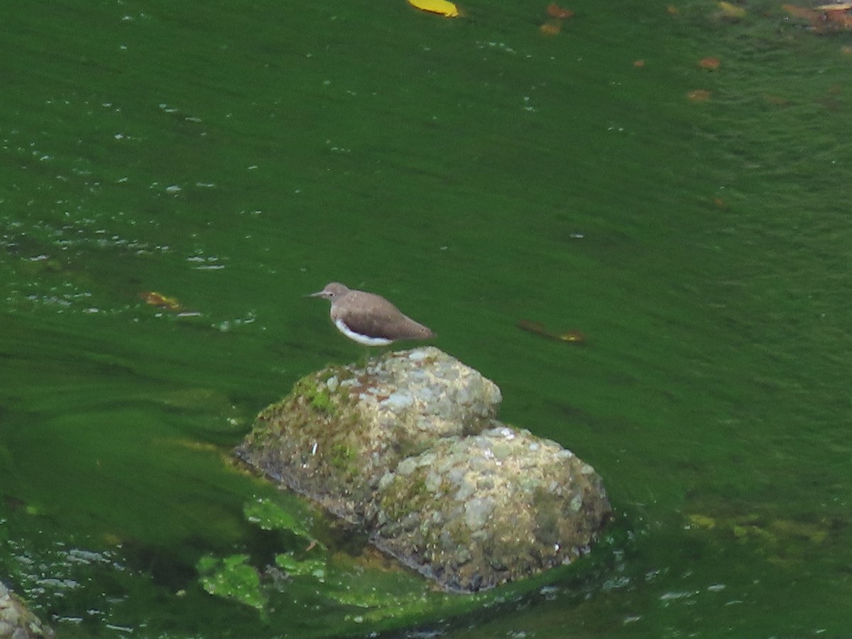 Common Sandpiper - ML420030501