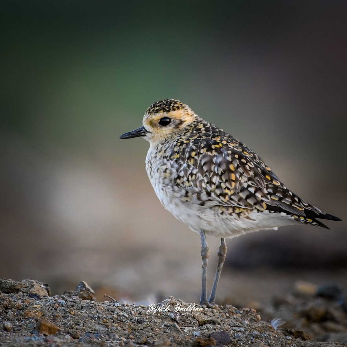 ムナグロ - ML420033681