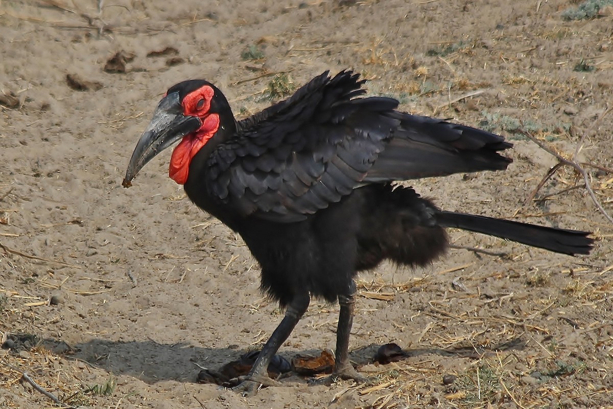 Southern Ground-Hornbill - ML420034171