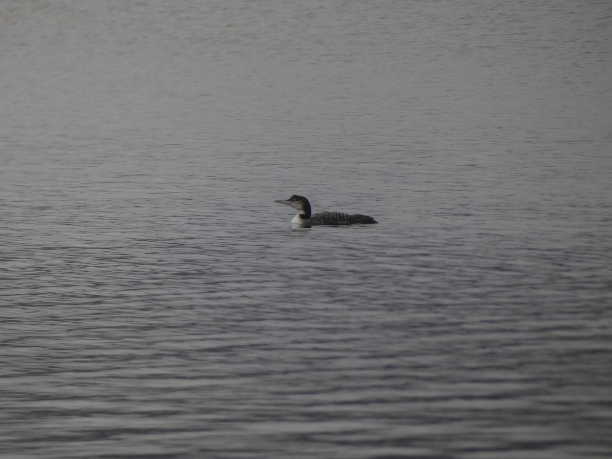 Plongeon huard - ML420036681