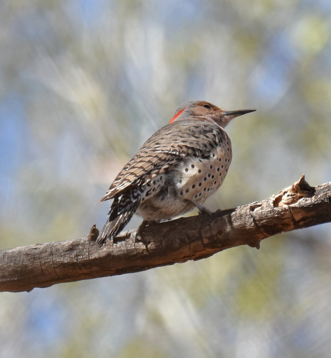 Northern Flicker (Yellow-shafted) - Doug Hogg