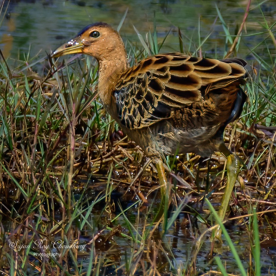 chřástal rohatý - ML420038211