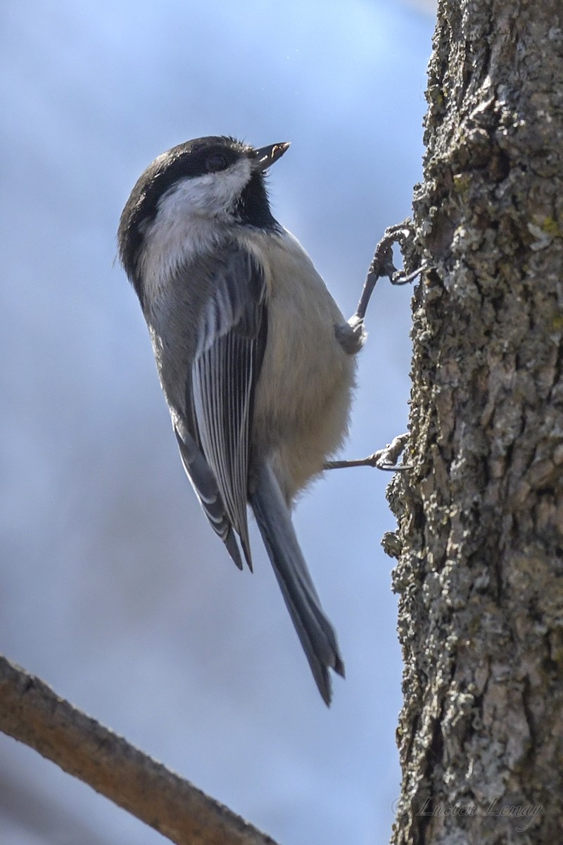 Black-capped Chickadee - ML420038461