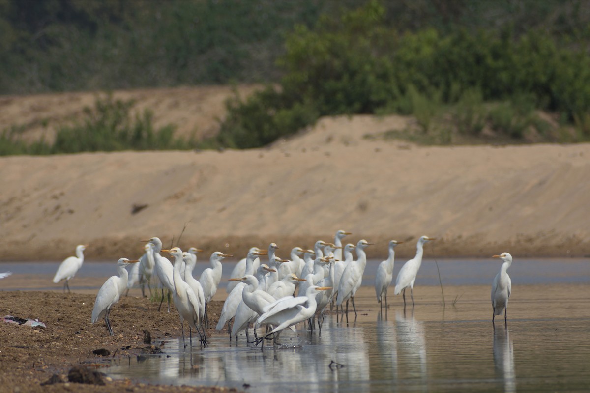 Eastern Cattle Egret - ML420039721