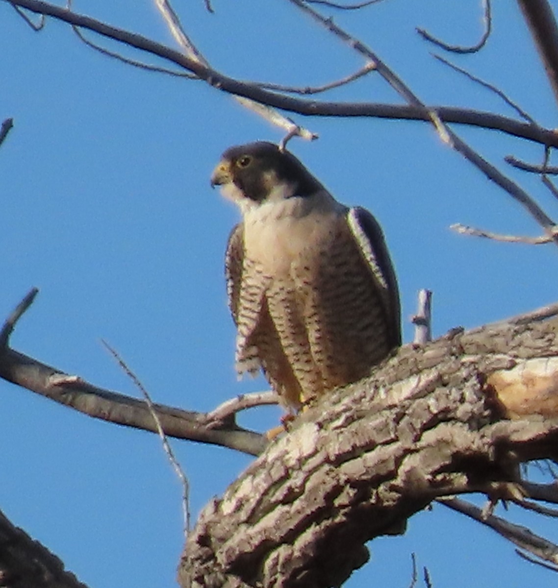 Peregrine Falcon - ML420040441