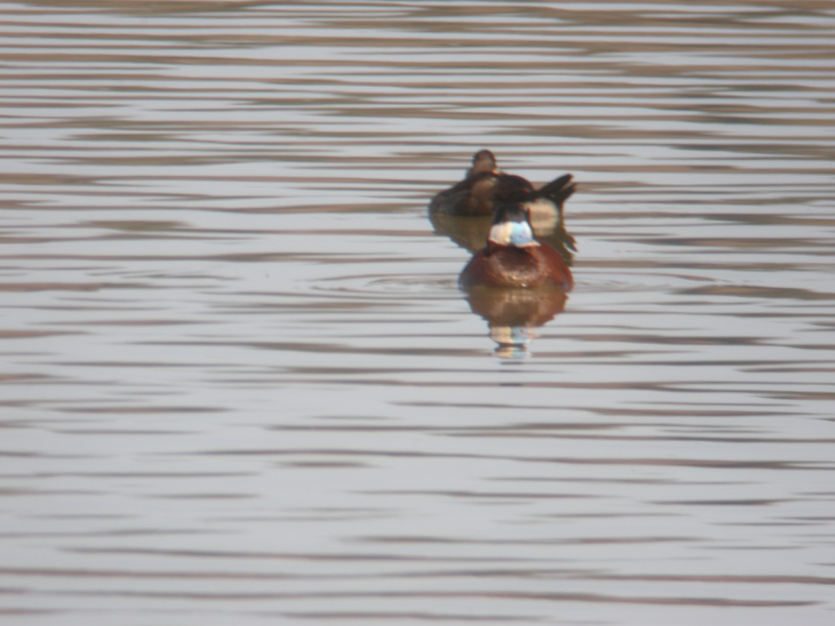 Ruddy Duck - ML420043051