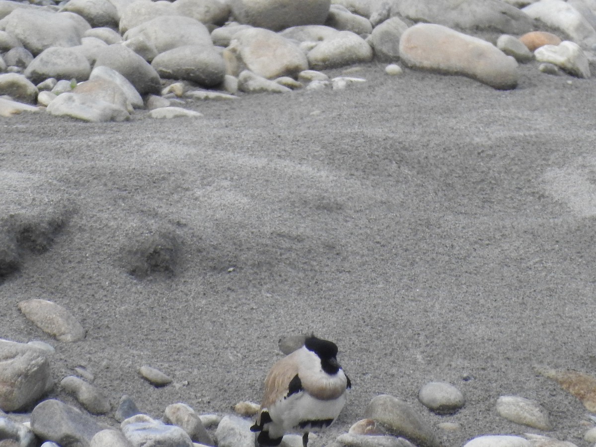 River Lapwing - ML420043751