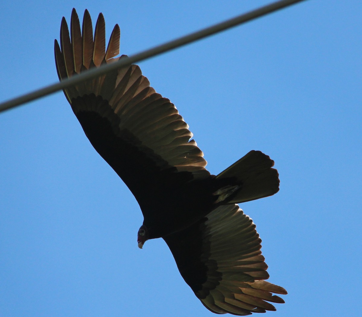 Turkey Vulture - ML42004491