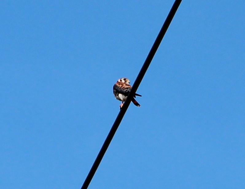 American Kestrel - ML42004561