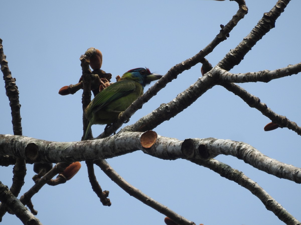 Blue-throated Barbet - Sourav Halder