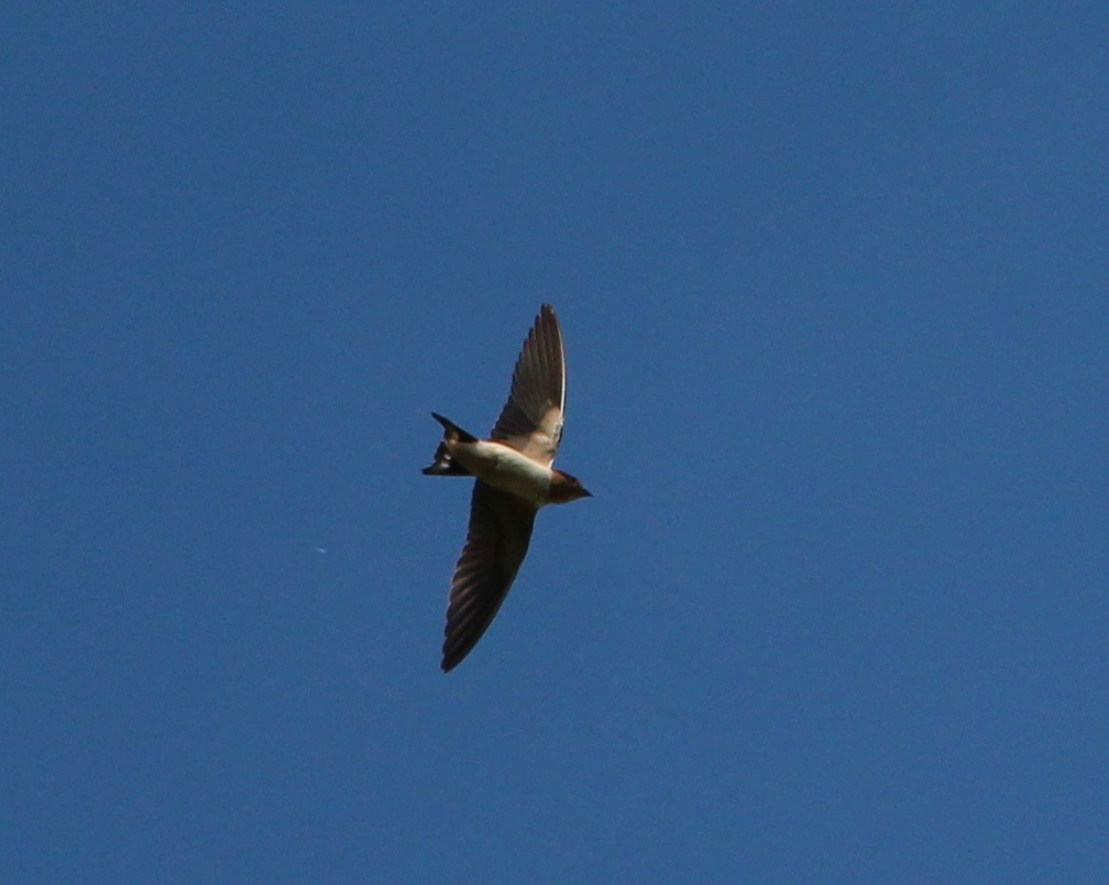 Golondrina Común - ML42004641