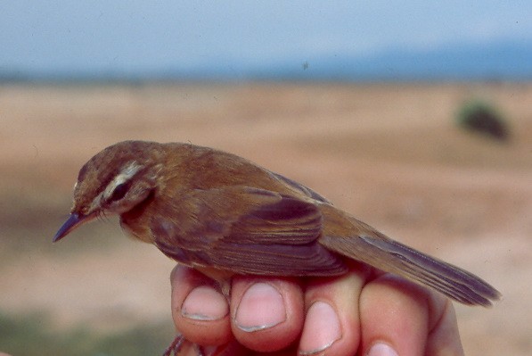 Manchurian Reed Warbler - ML420047071