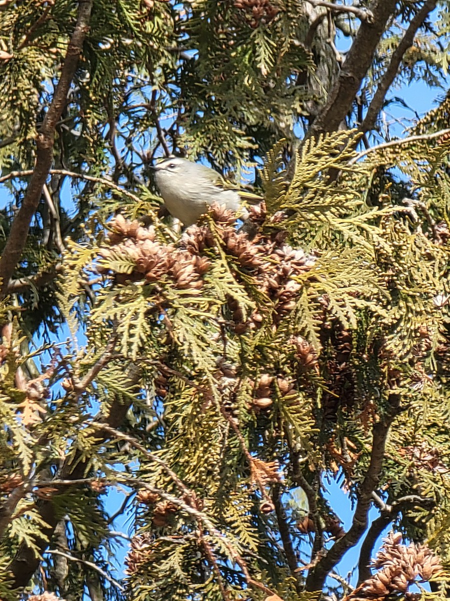 Golden-crowned Kinglet - ML420047151