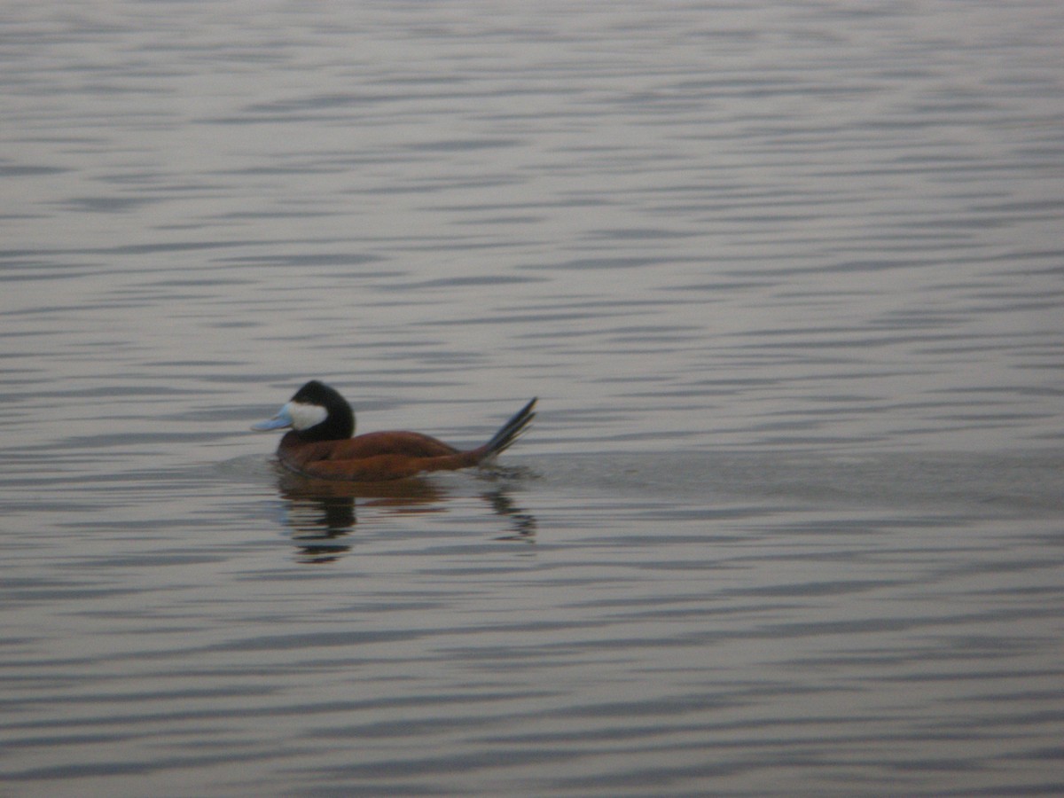 Ruddy Duck - ML420047511