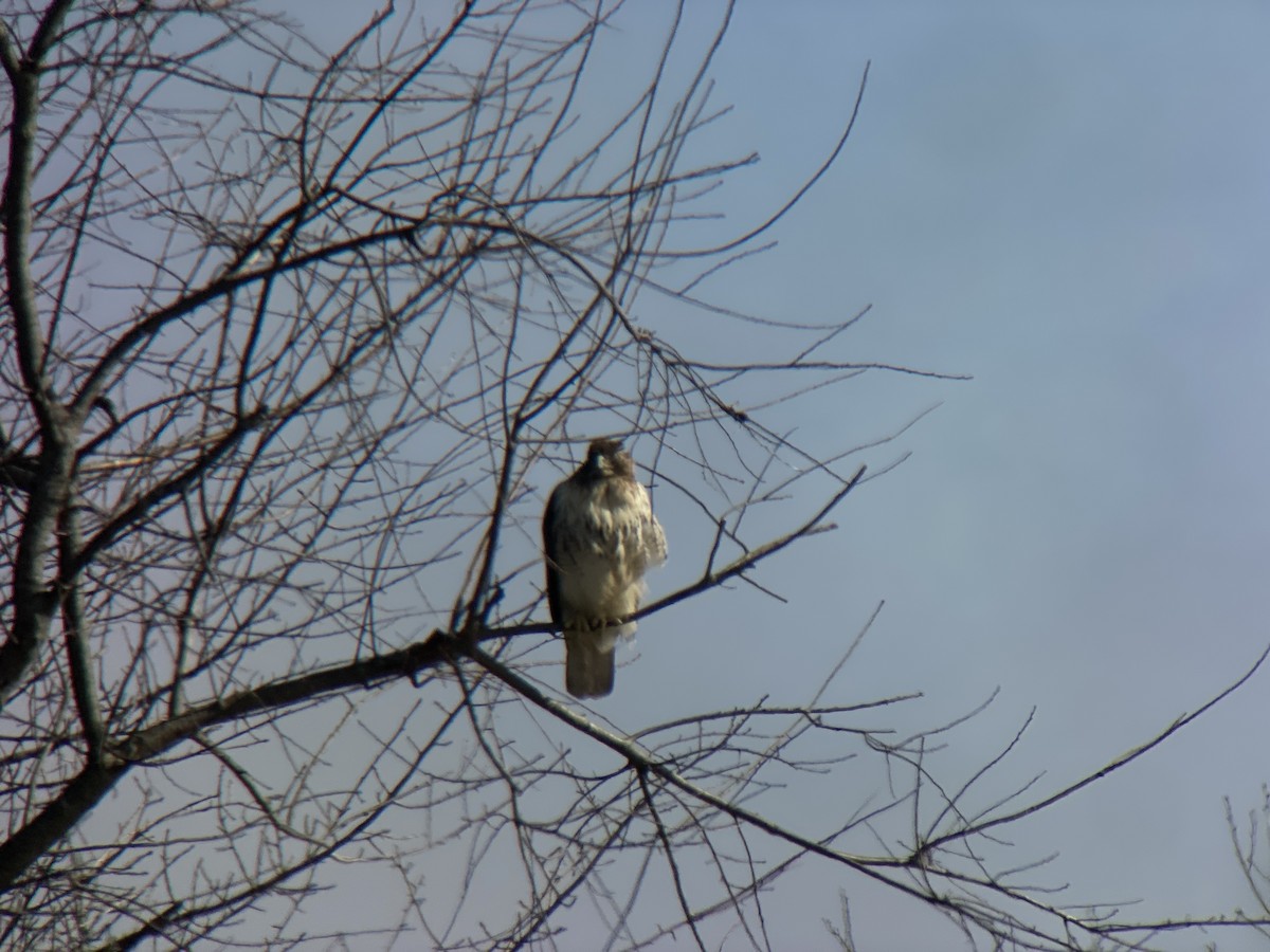 Red-tailed Hawk - ML420052731