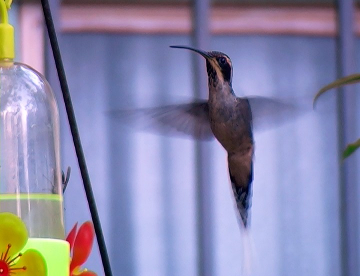 kolibřík šupinkohrdlý - ML420053311