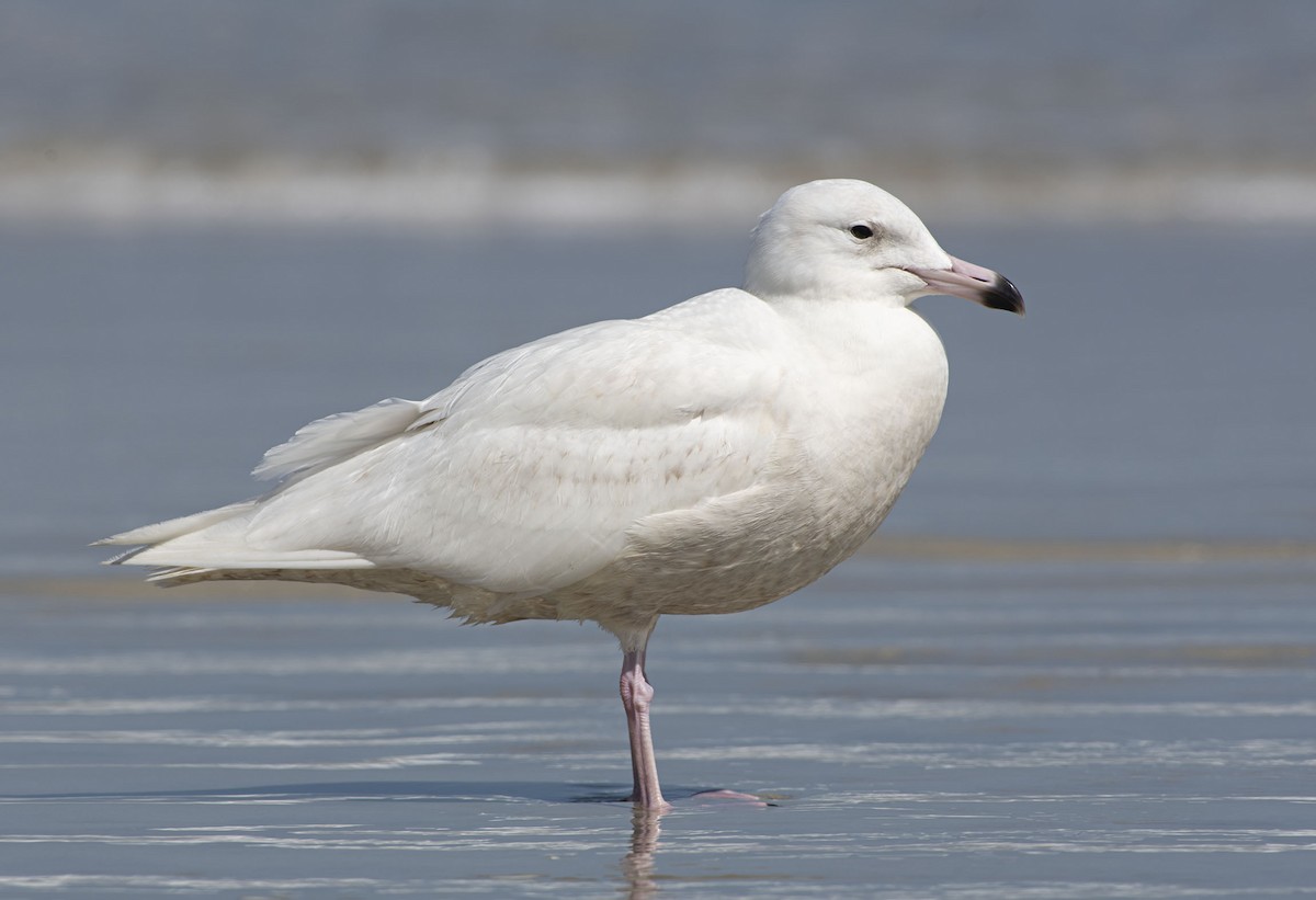 Glaucous Gull - Denny Swaby