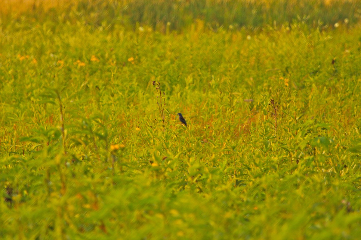 Blue Grosbeak - ML42005421