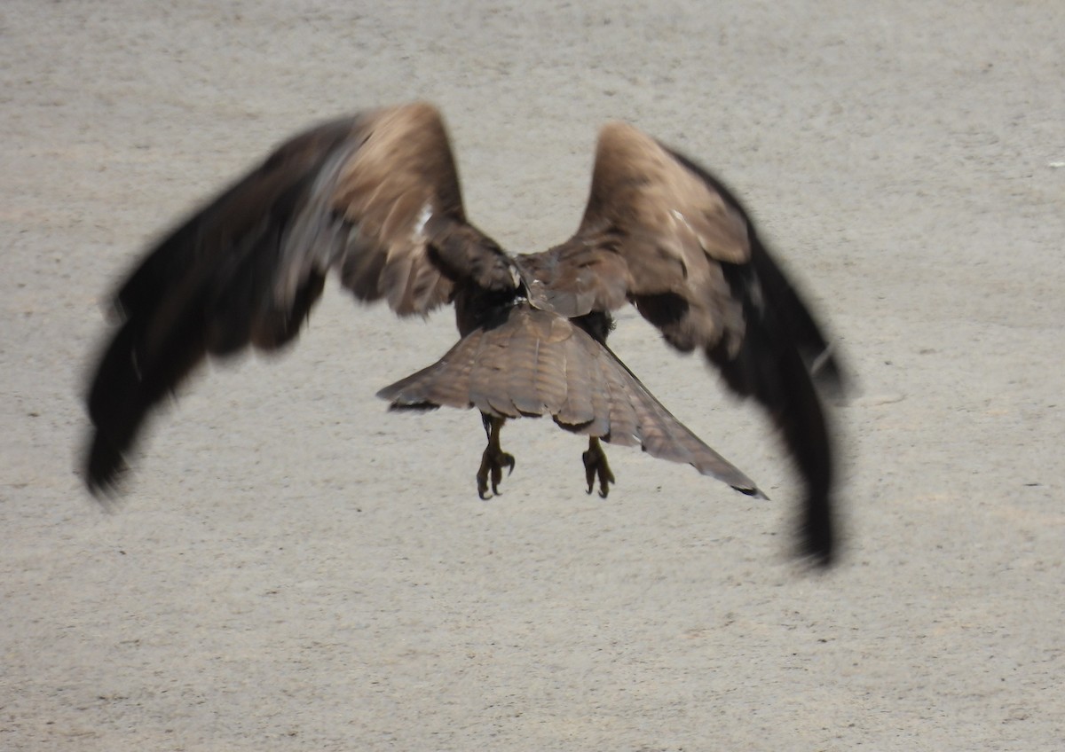 Black Kite - ML420054611