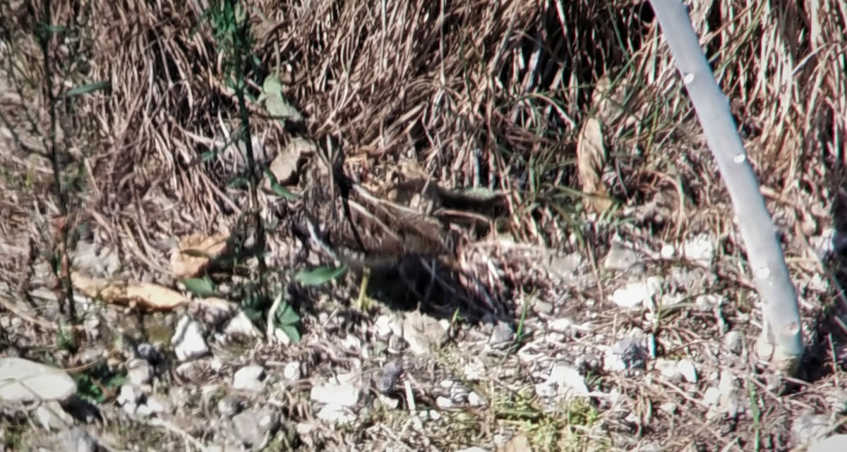 Common Snipe - ML420055691