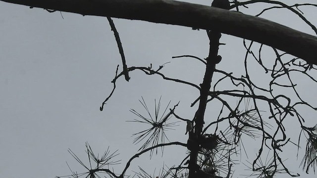 Hume's Warbler - ML420055911