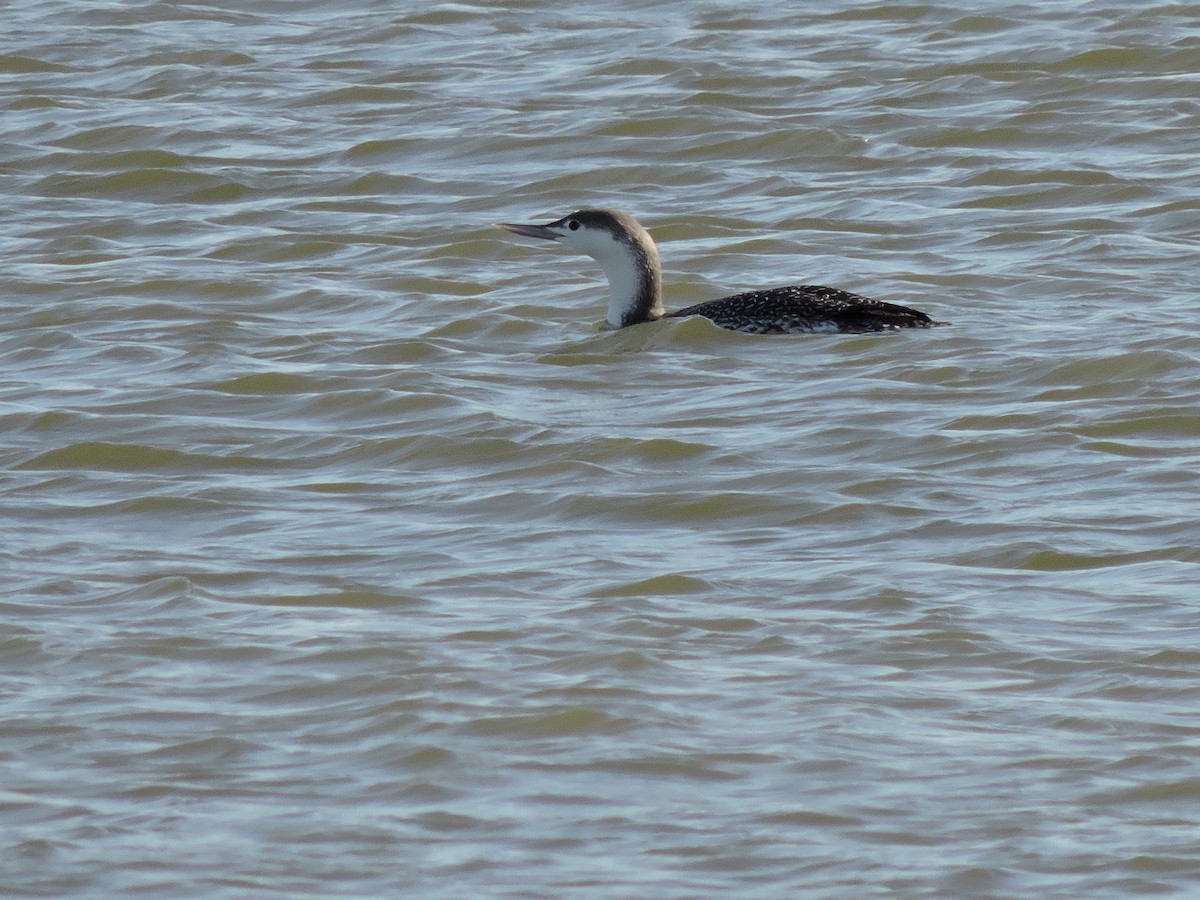 Red-throated Loon - ML42005621