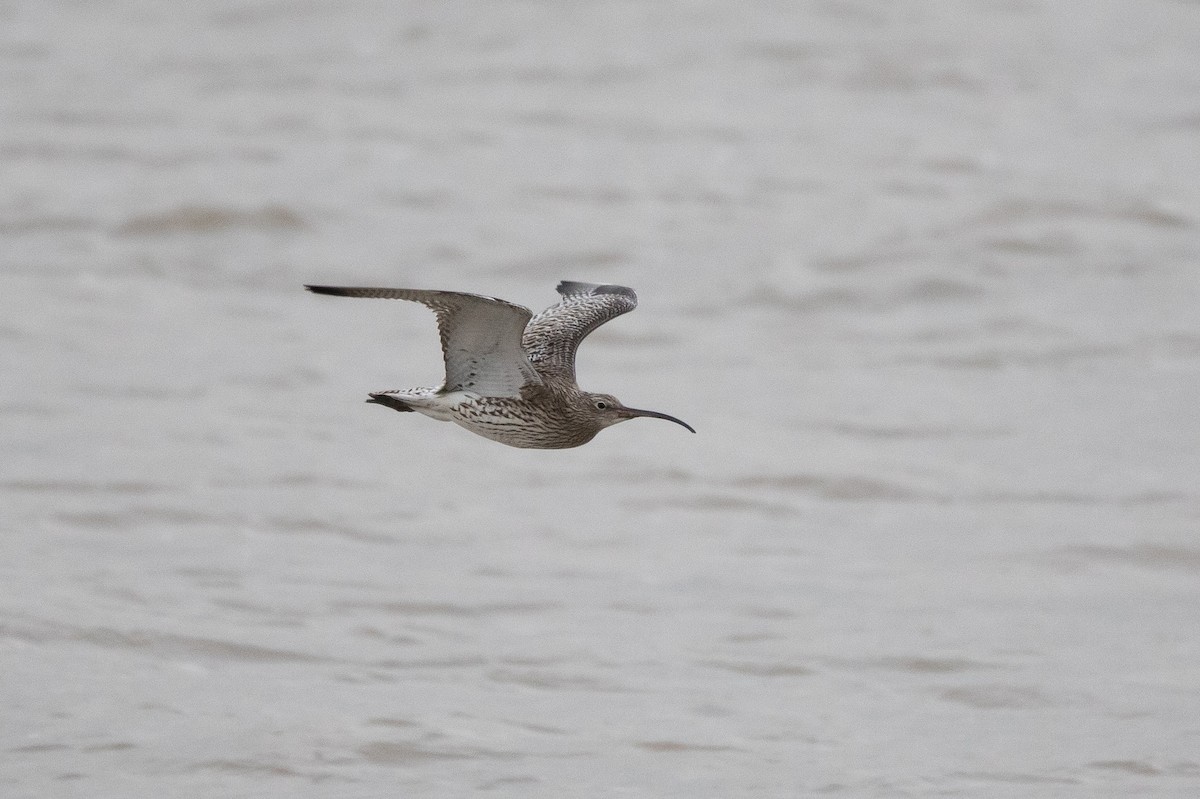 Eurasian Curlew - ML420056891