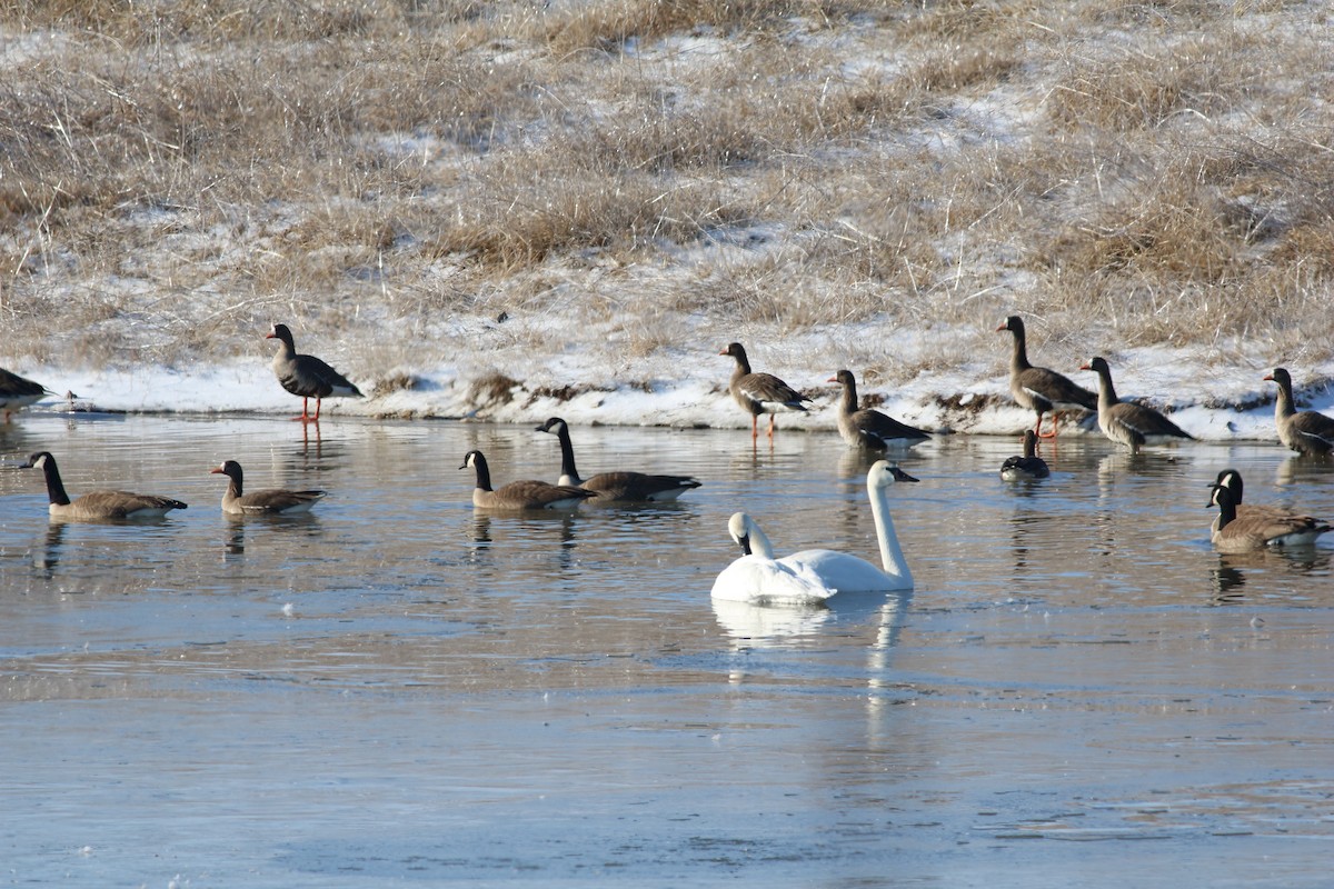 Trumpeter Swan - ML420058281