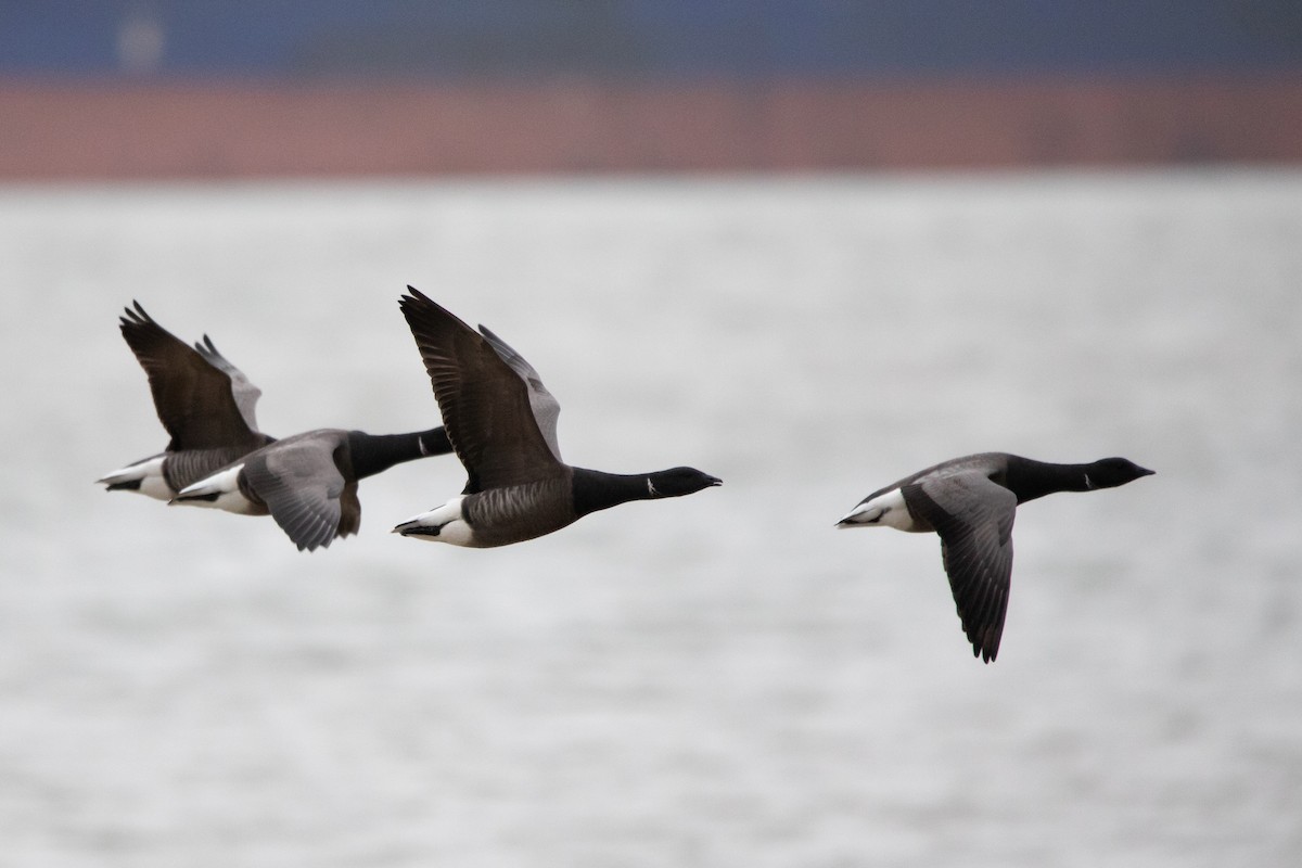 Brant (Dark-bellied) - David Campbell