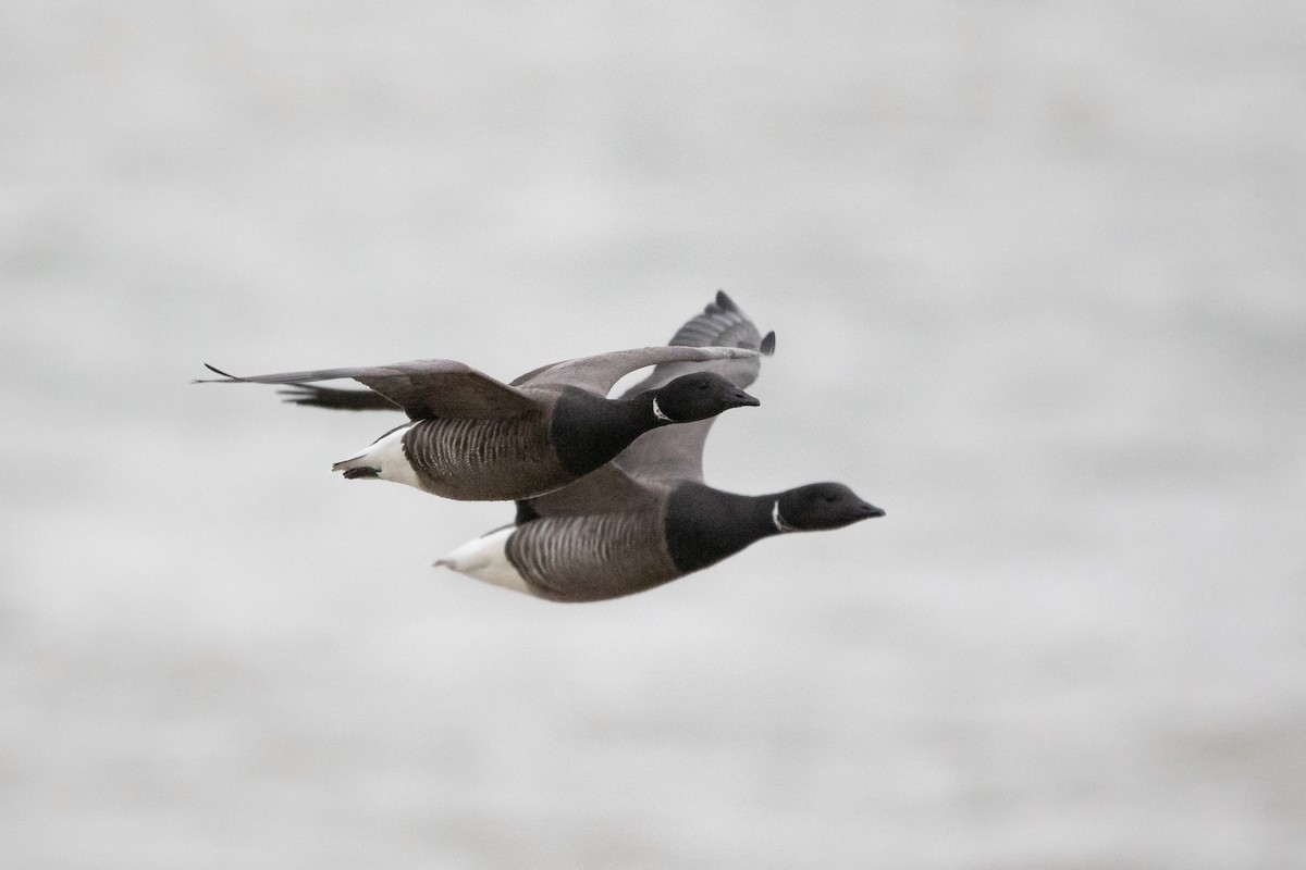 Brant (Dark-bellied) - ML420058711