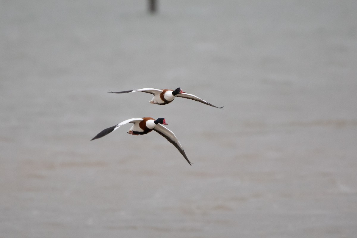 Common Shelduck - David Campbell