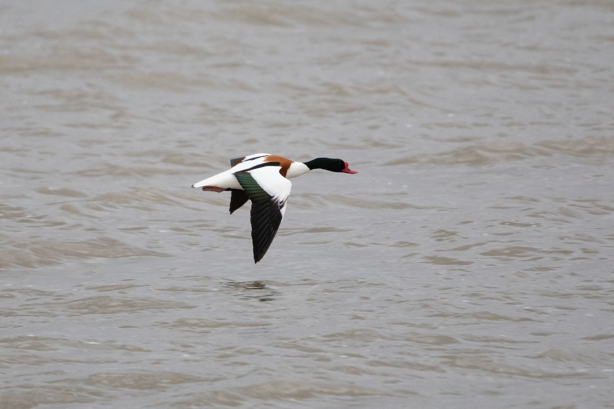 Common Shelduck - David Campbell