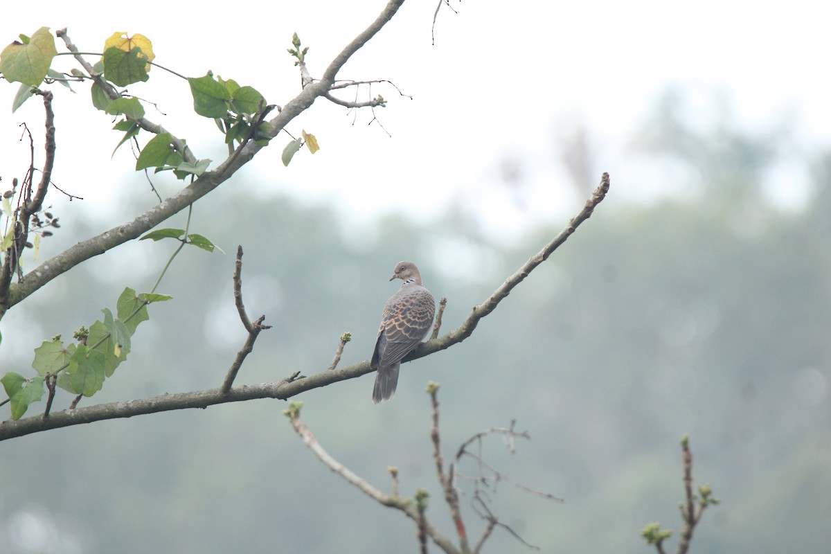 Oriental Turtle-Dove - ML420059191