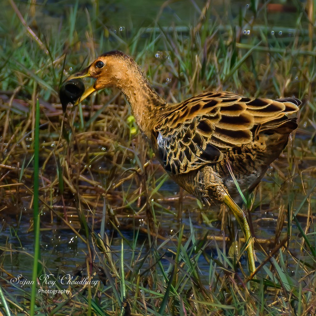 Watercock - Srijan Roy Choudhury