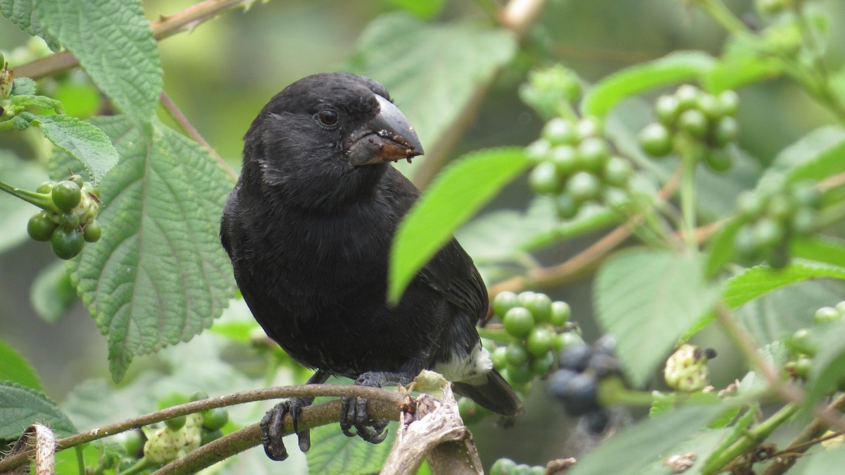 Medium Ground-Finch - ML420059341