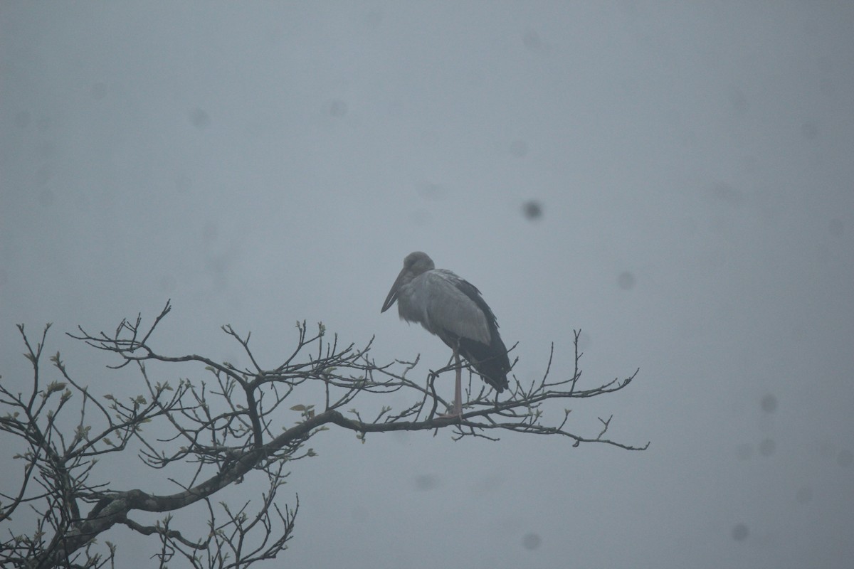 Asian Openbill - ML420059581