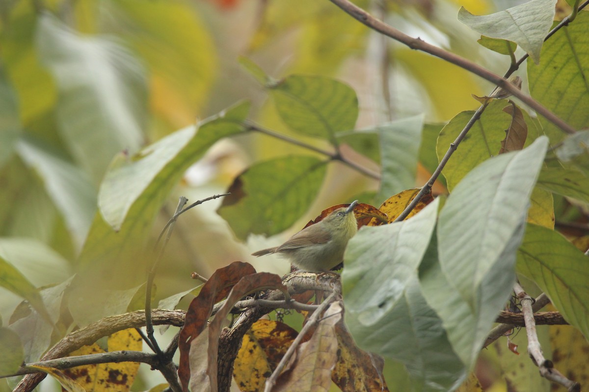 Pin-striped Tit-Babbler - ML420059741