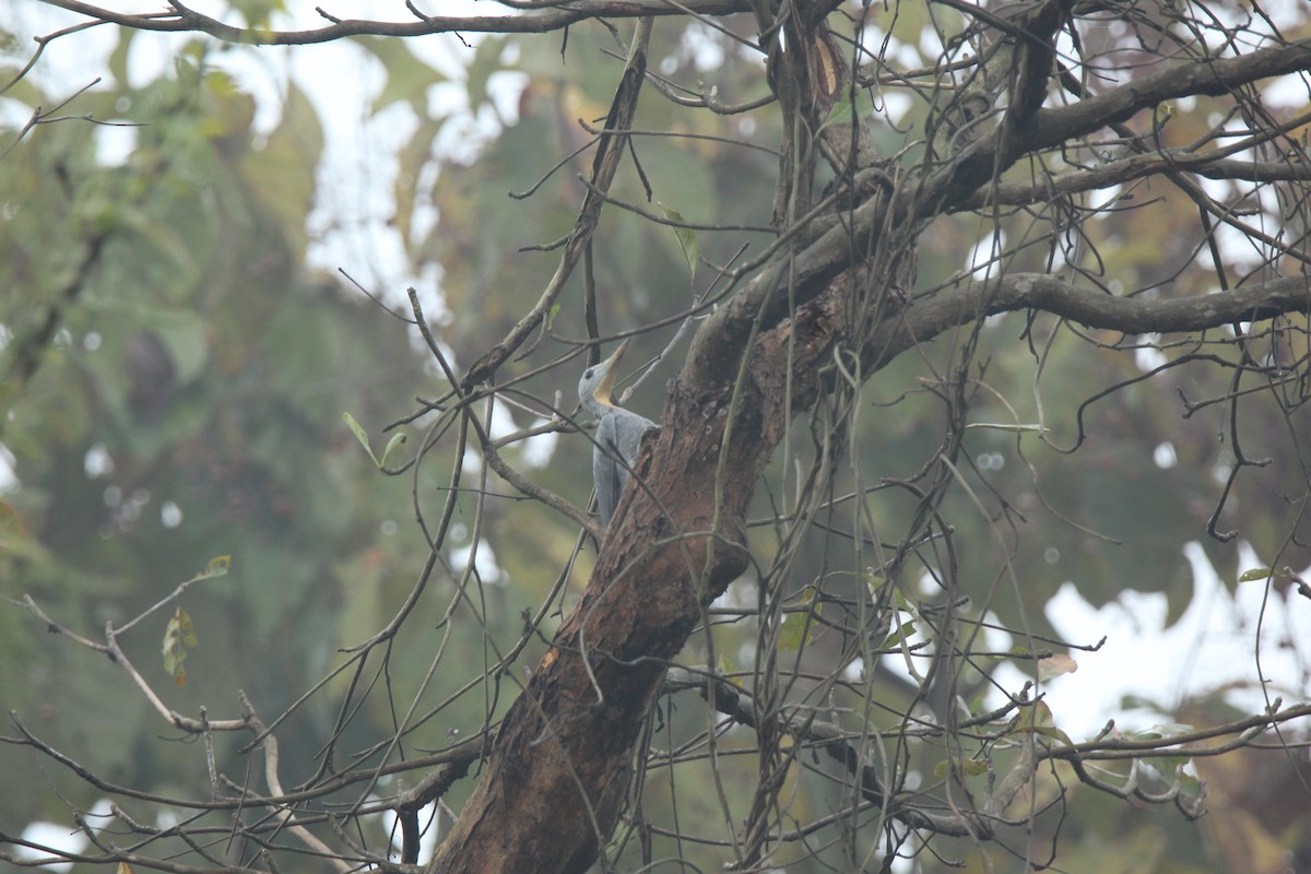 Great Slaty Woodpecker - ML420059801