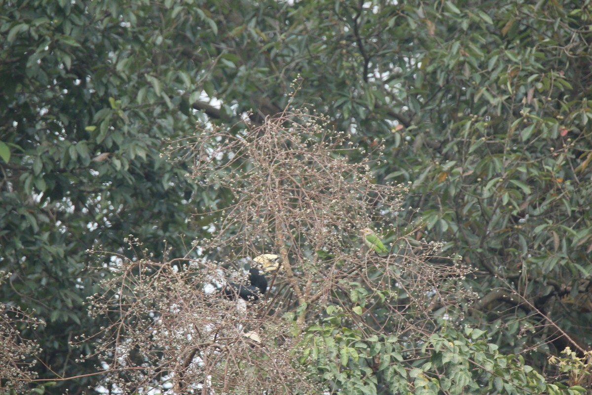 Oriental Pied-Hornbill - ML420060031