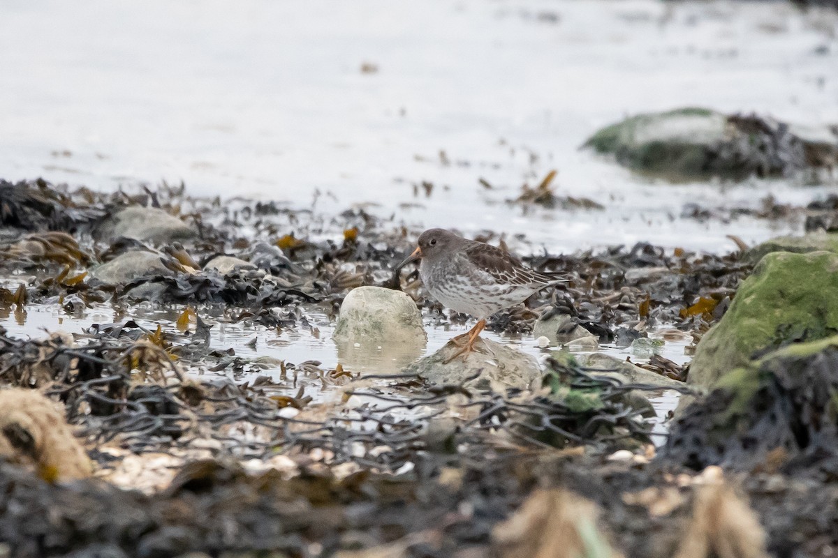 Purple Sandpiper - ML420060301