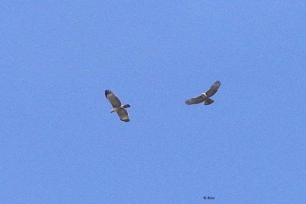 Crested Serpent-Eagle - ML420061041