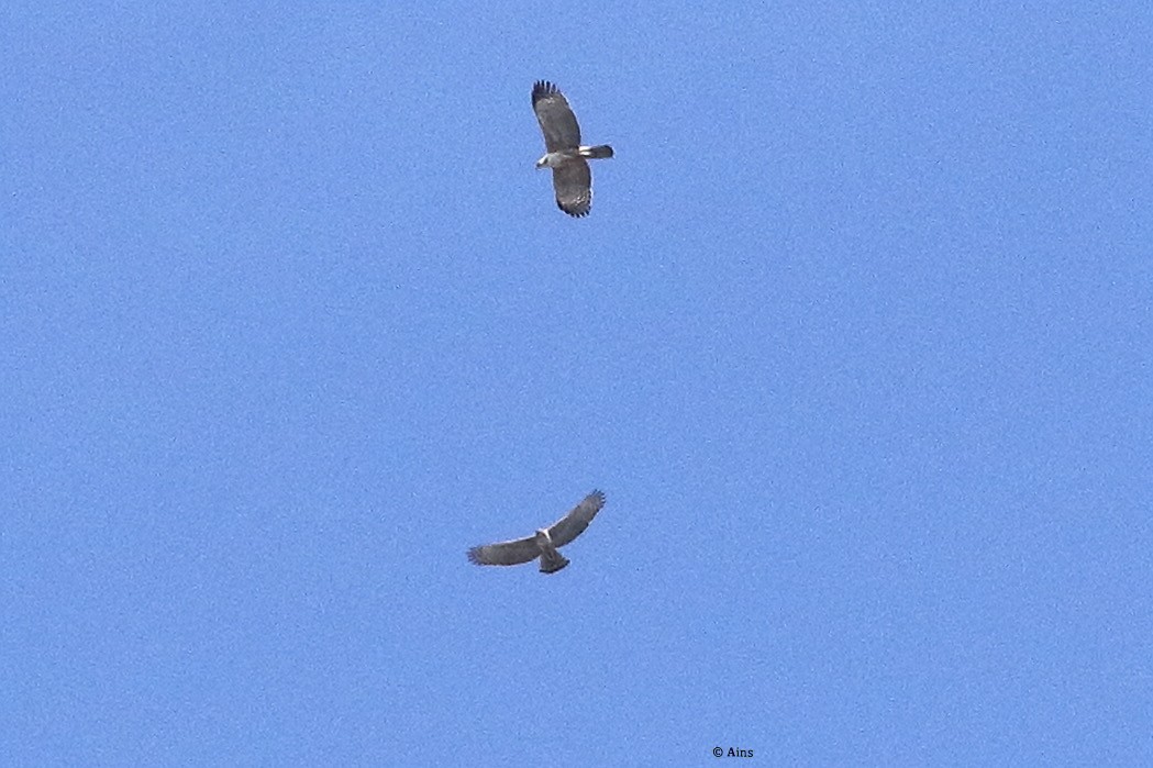 Crested Serpent-Eagle - ML420061051