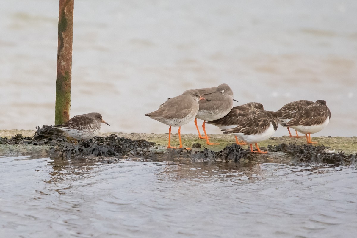 Purple Sandpiper - David Campbell