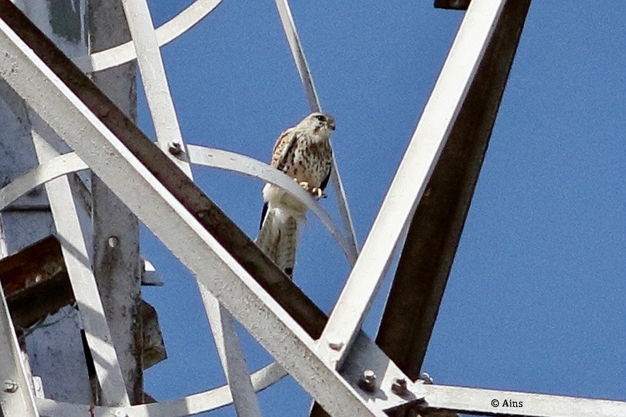 Eurasian Kestrel - ML420061321