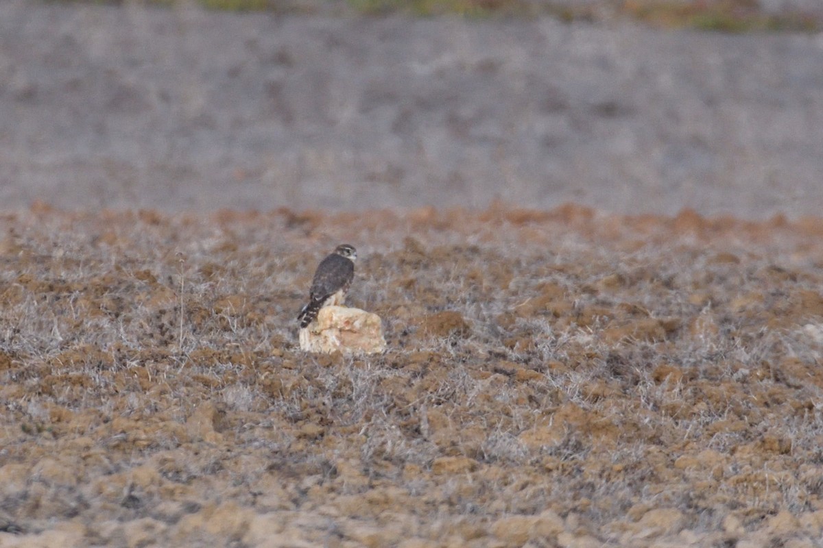 Merlin - ML420062061