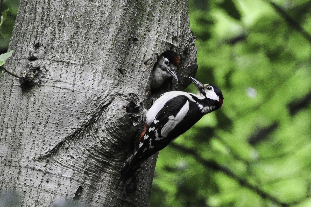 Great Spotted Woodpecker - ML420062091
