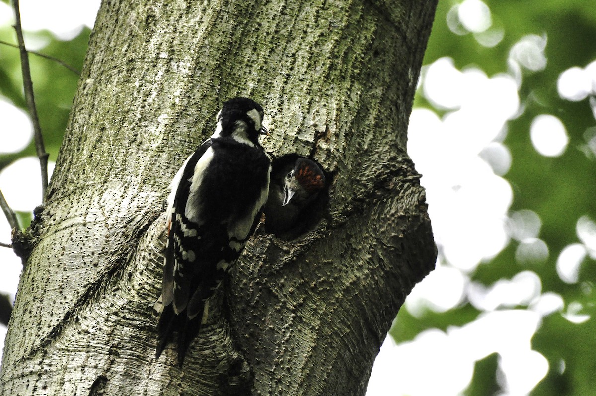 Great Spotted Woodpecker - ML420062151