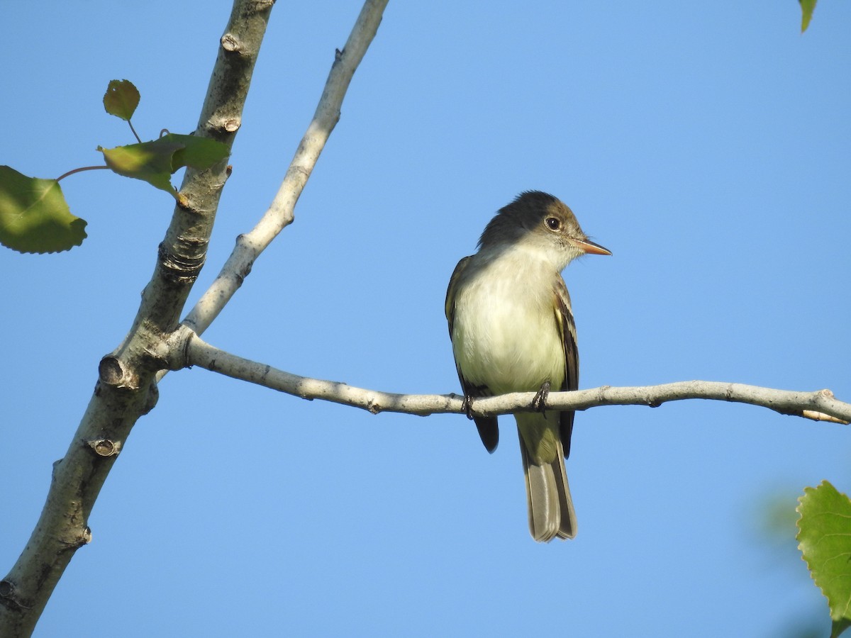 Willow Flycatcher - ML420063181